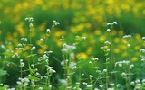 Lạc lối giữa cánh đồng hoa tam giác mạch ở Hà Nội
